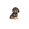 Dachshund