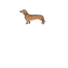 Dachshund