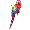 Macaw Parrot Amazon Parrot Feathers