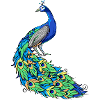 Peacock Feather Feather Bird