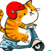 Un chat à moto