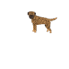 Border Terrier Cadeaux Chiens