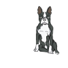 Boston Terrier Chiens cadeaux