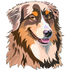 Red Australian Shepherd