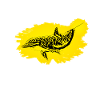 Delfin