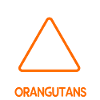Orangutan