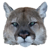 Panther