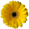 Yellow Dahlia Flower