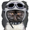 Bikercat1