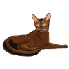 Abyssinian cat