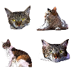 cat cat pet kitten stickers