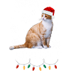 Christmas Squad. cat christmas