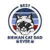 Papa chat - Birman Katze