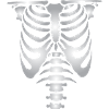 Human skeleton bones torso