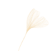 Lineart Ginkgo Feuilles