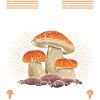 Pilze Sammeln