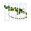 Lézard