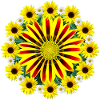 Gazania Blossom Sunflower Marguerites Gazanie
