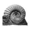 Ammonite