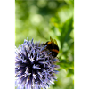 Hummel auf Blume