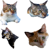 Katzenkätzchen