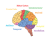 Brain Diagram Neurology Science