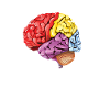 Neurology Diagram Brain Science