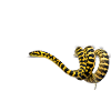 Carpet Python Geometric Reptile Owner