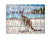 Känguru