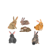 Lapins du monde