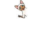 Siamkatze Katze