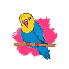 Budgerigar Grand-mère Budgerigars Cadeau