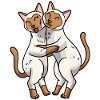 Amoureux des chats siamois