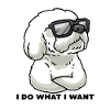 Bichon Frisé têtu Bichon bouclé