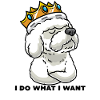 Bichon Frisé têtu Bichon bouclé