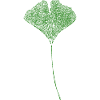 Ginkgo Leaf / NATURAL Print
