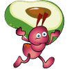 Red ant with an avocado