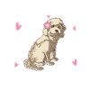 Cockapoo Mädchen