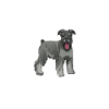 Schnauzer Dog