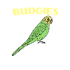 Budgerigar Bird
