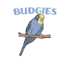 Budgerigar Gifts | Pet Bird Lovers
