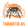 Tarentule Araignée Tarentule