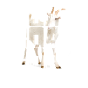 Goat