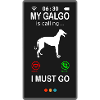 Galgo Espanol Windhund Greyhound appelle
