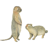 Gopher