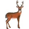 White-tailed deer