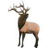 Wapitihirsch