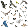 Oiseaux du Canada