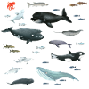 Marine life