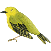 Waldsänger